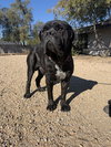 Asci - adopted
