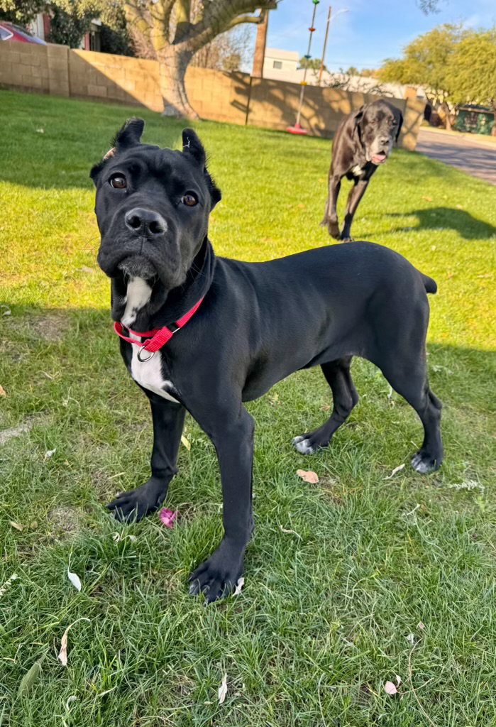 Waffles - adopted Image