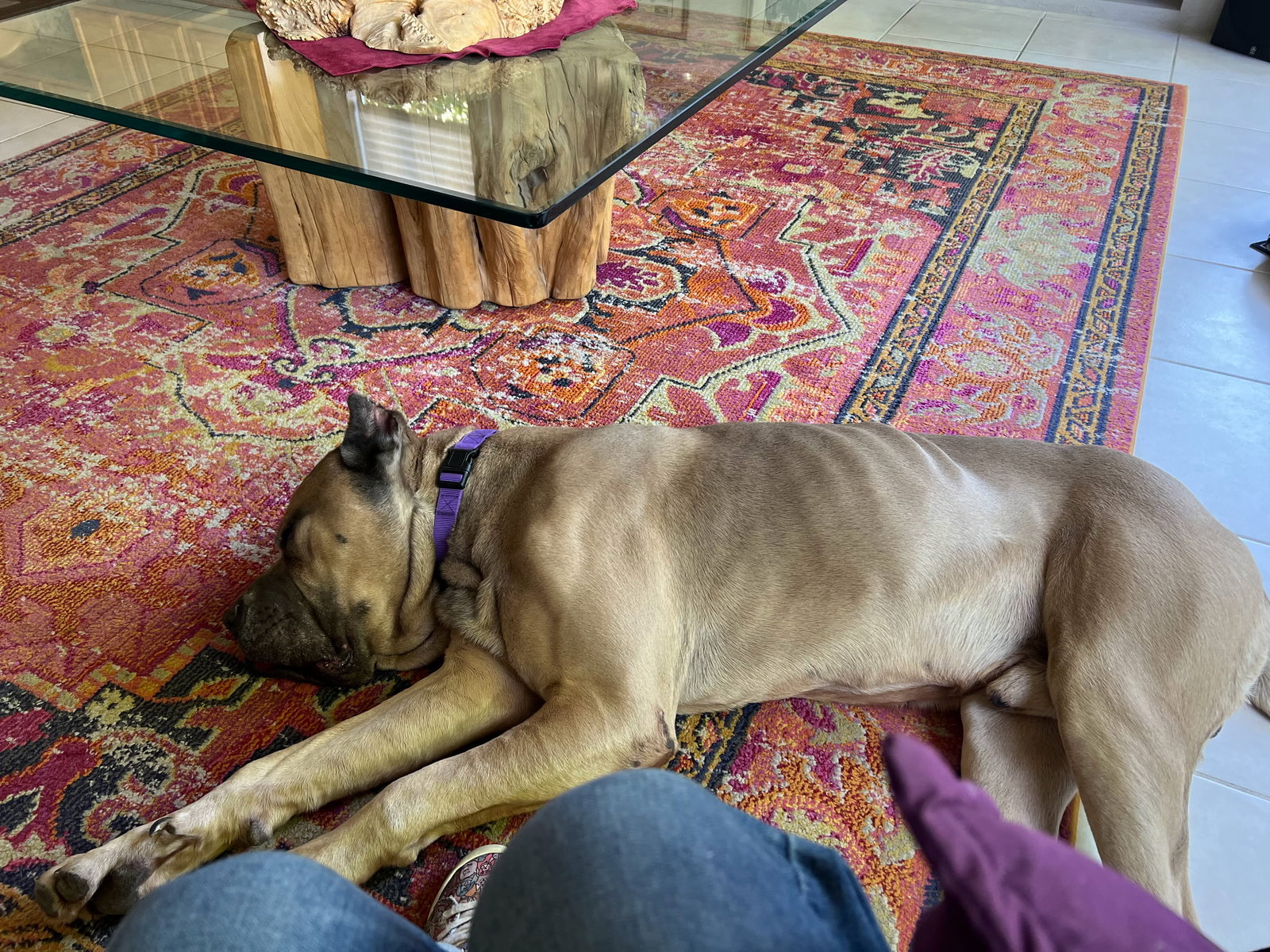Marvin - adopted Image
