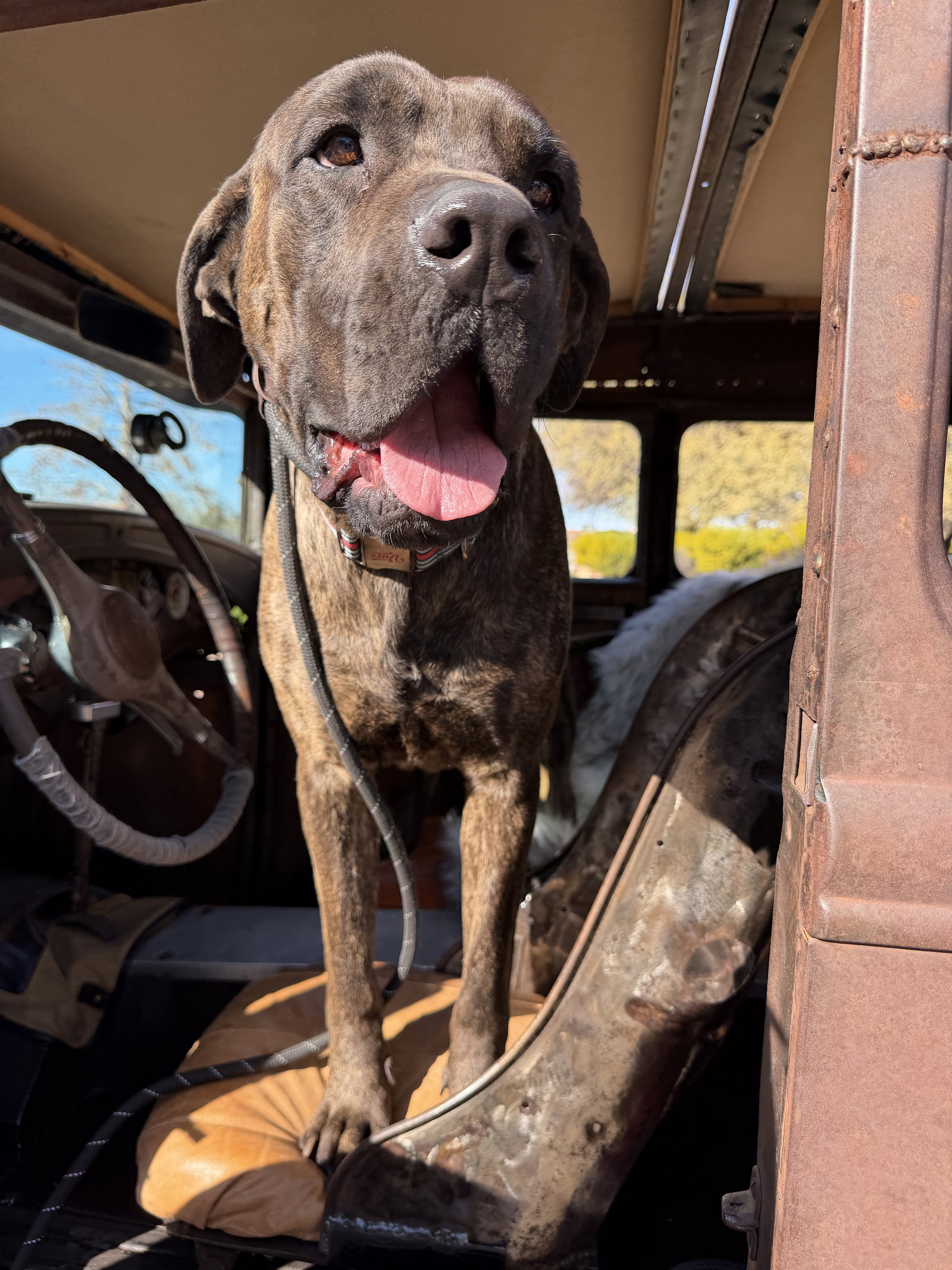 Jeffrey - adopted Image