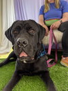 Appa - ADOPTED