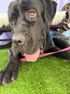 Appa - ADOPTED