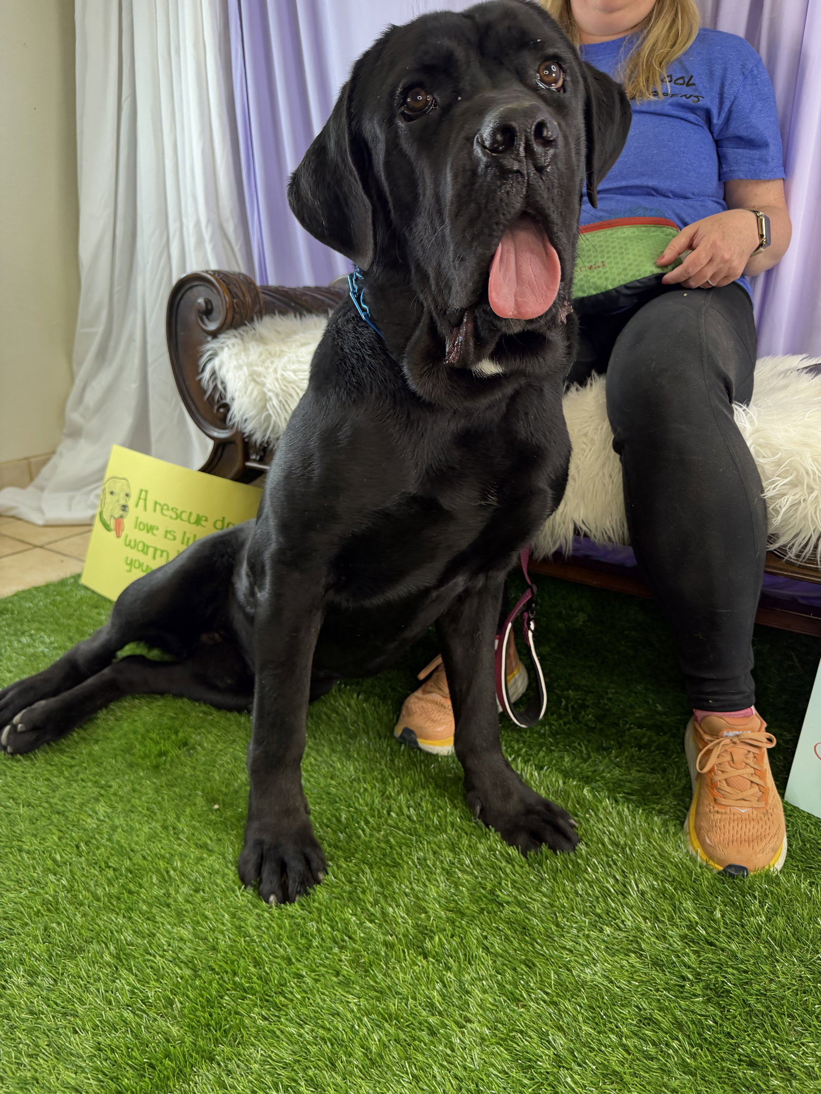 Appa - ADOPTED Image
