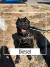 Diesel