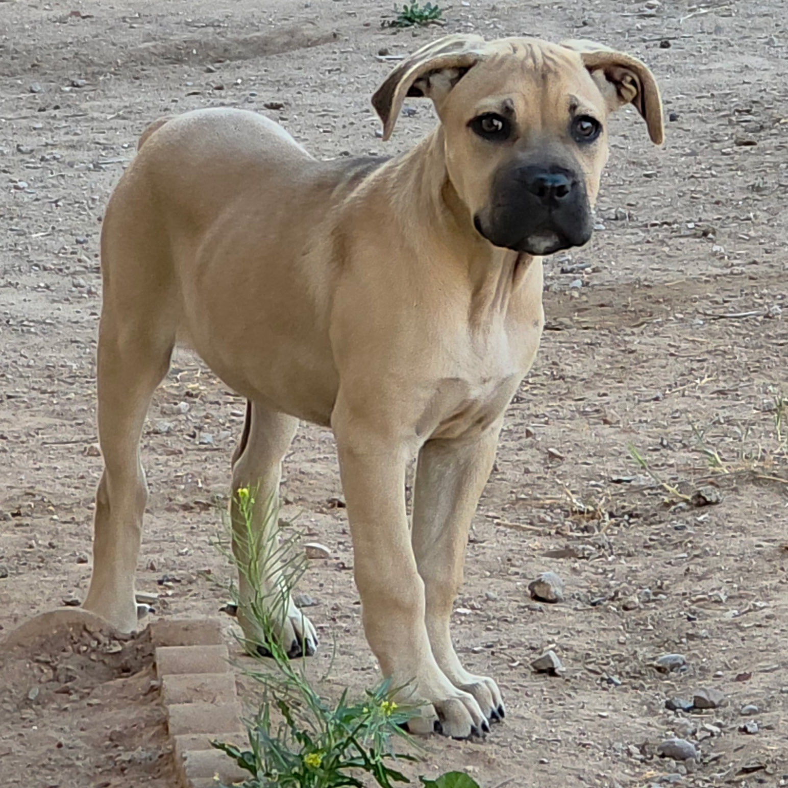 Delilah- adopted Image