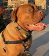 Hank