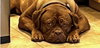 Hank