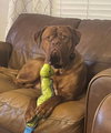 Hank