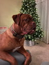 Hank