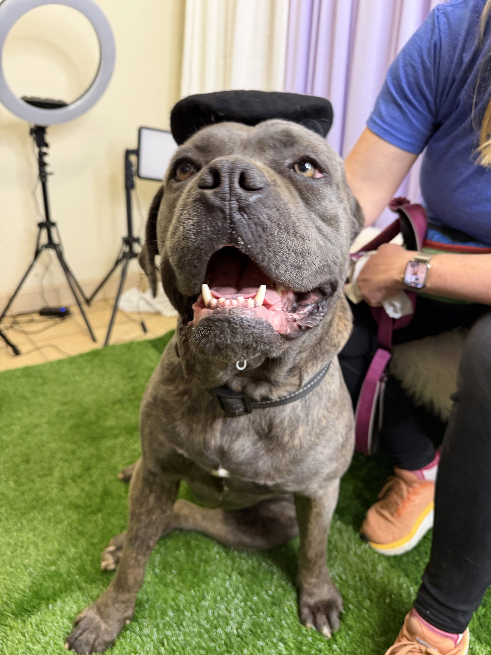 Walter - Adoption pending Image