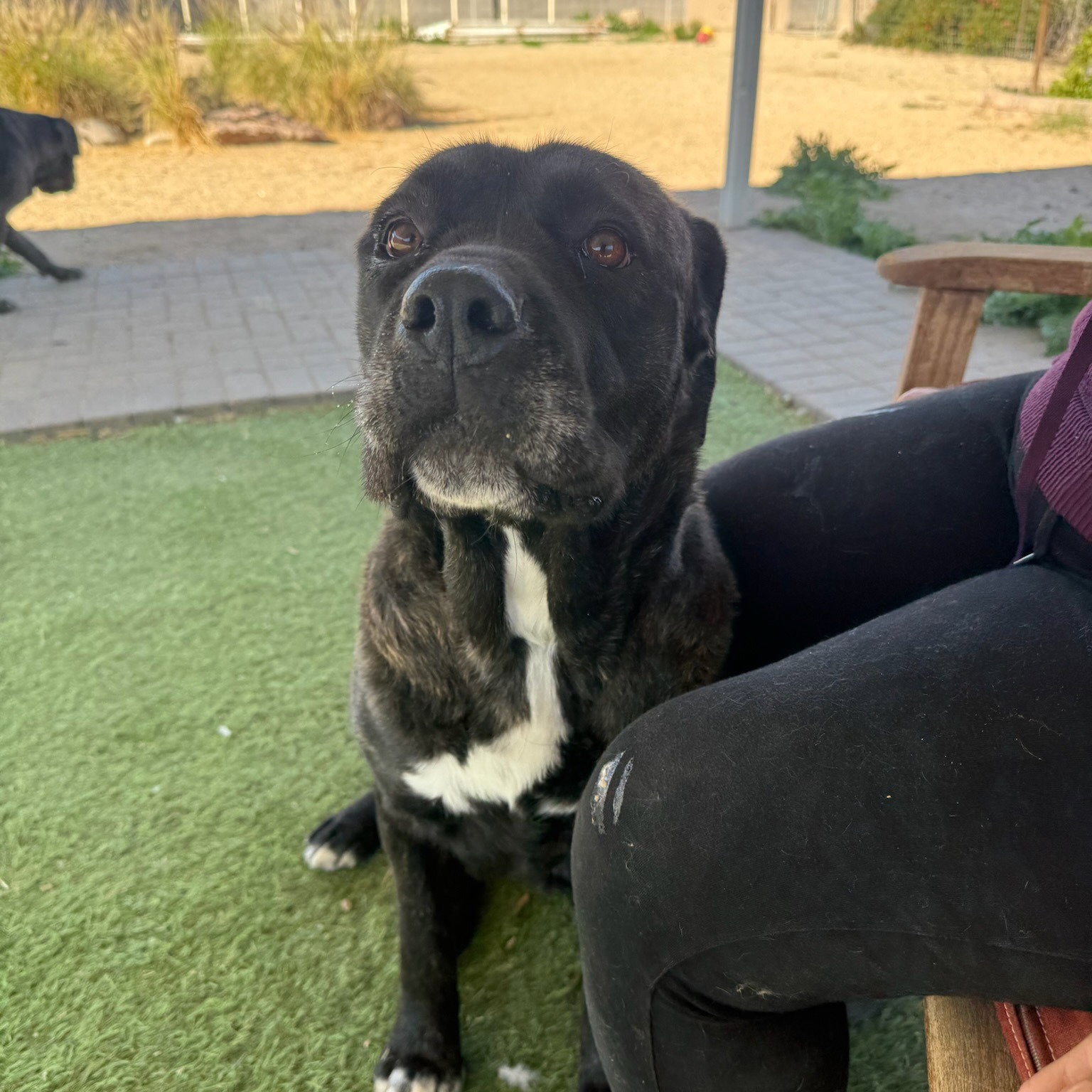 Zara - Adoption Pending Image