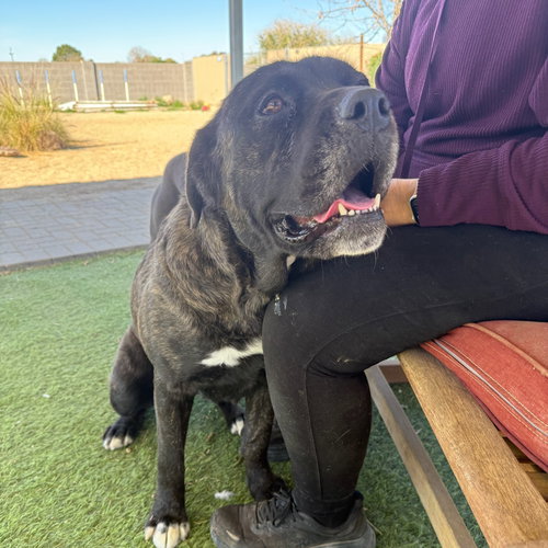 ZARA - ADOPTION PENDING - Cane Corso Mastiff available for adoption