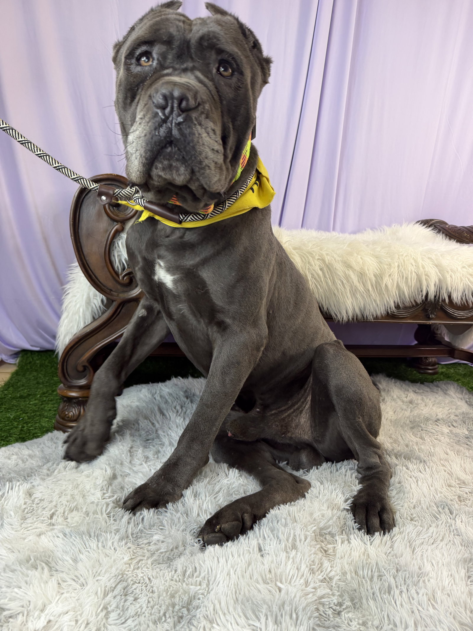 Mastiff