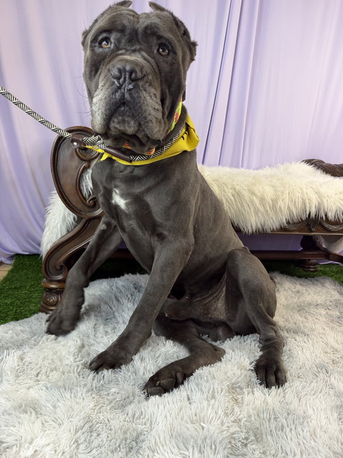 Sonvito