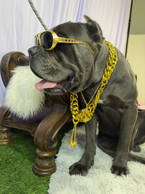 SONVITO - ADOPTED - Cane Corso Mastiff available for adoption