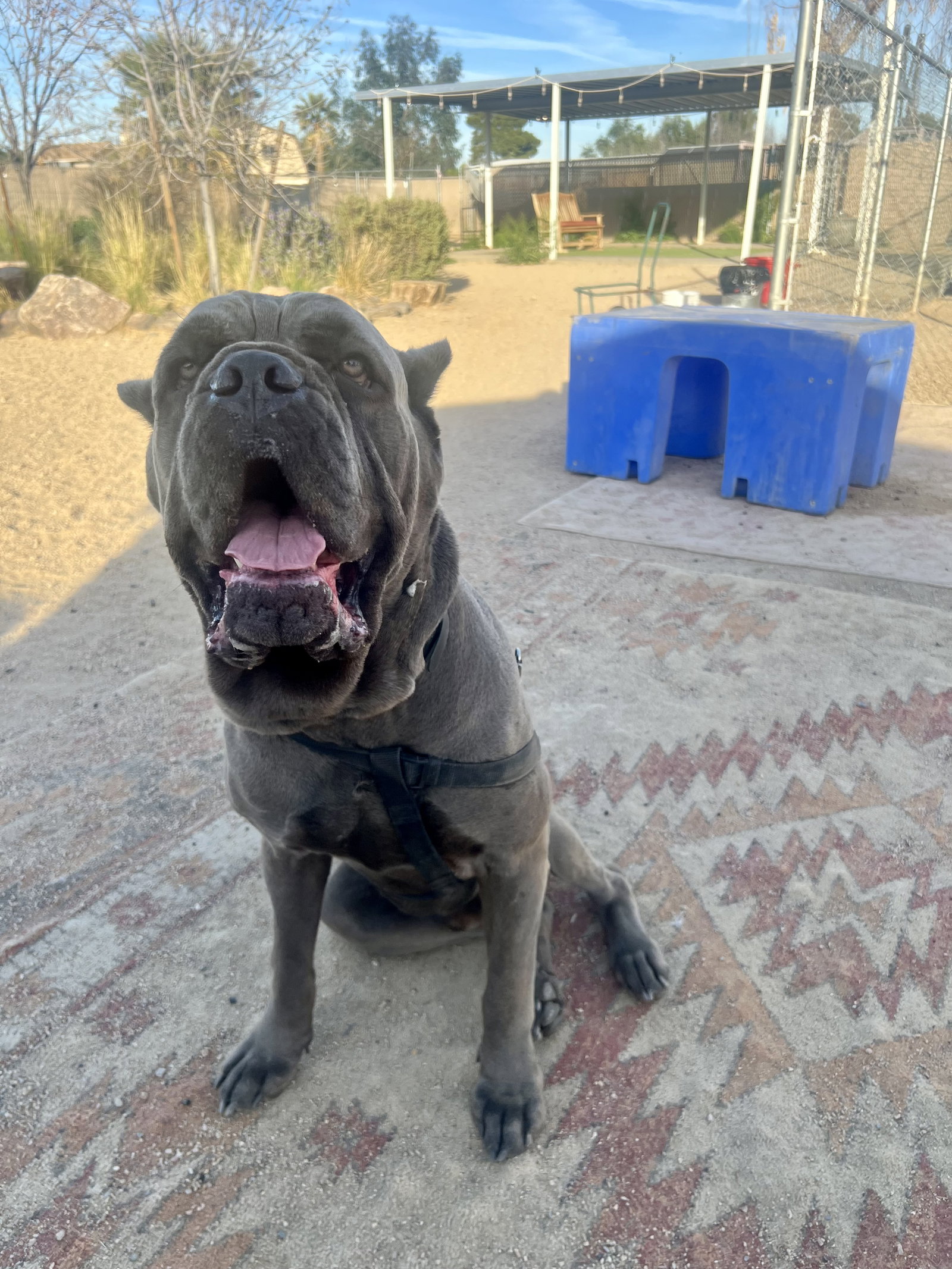 Bishop - Adoption Pending Image