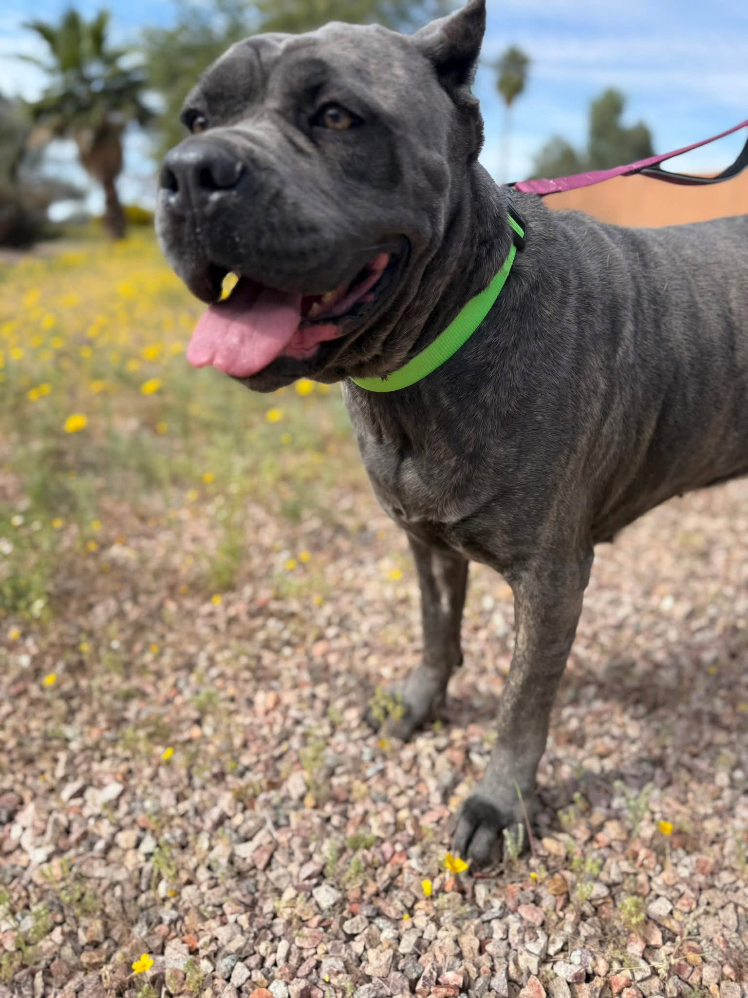 Rumi - Adoption pending Image