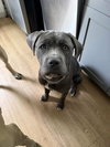 Leahlani - Adoption pending