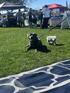 Leahlani - Adoption pending