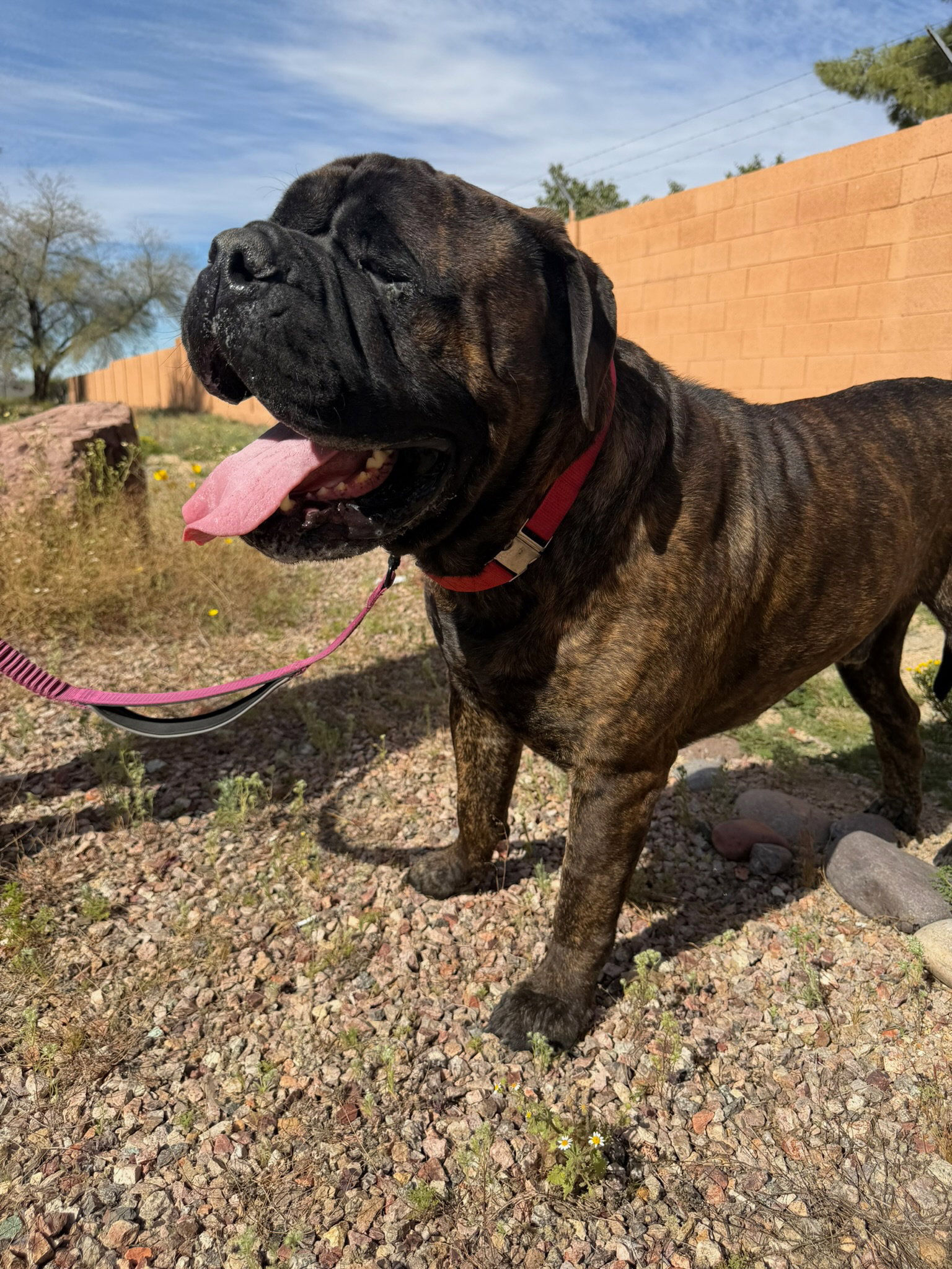 Baloo - Adoption pending Image