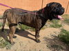Baloo - Adoption pending