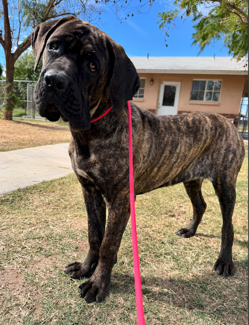 Belle - Adoption pending
