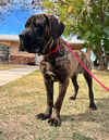 Belle - Adoption pending