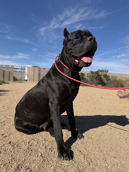 picture of the dog needing adoption