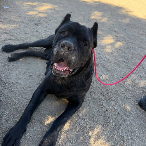 Lulu, an adoptable Cane Corso Mastiff in Goodyear, AZ