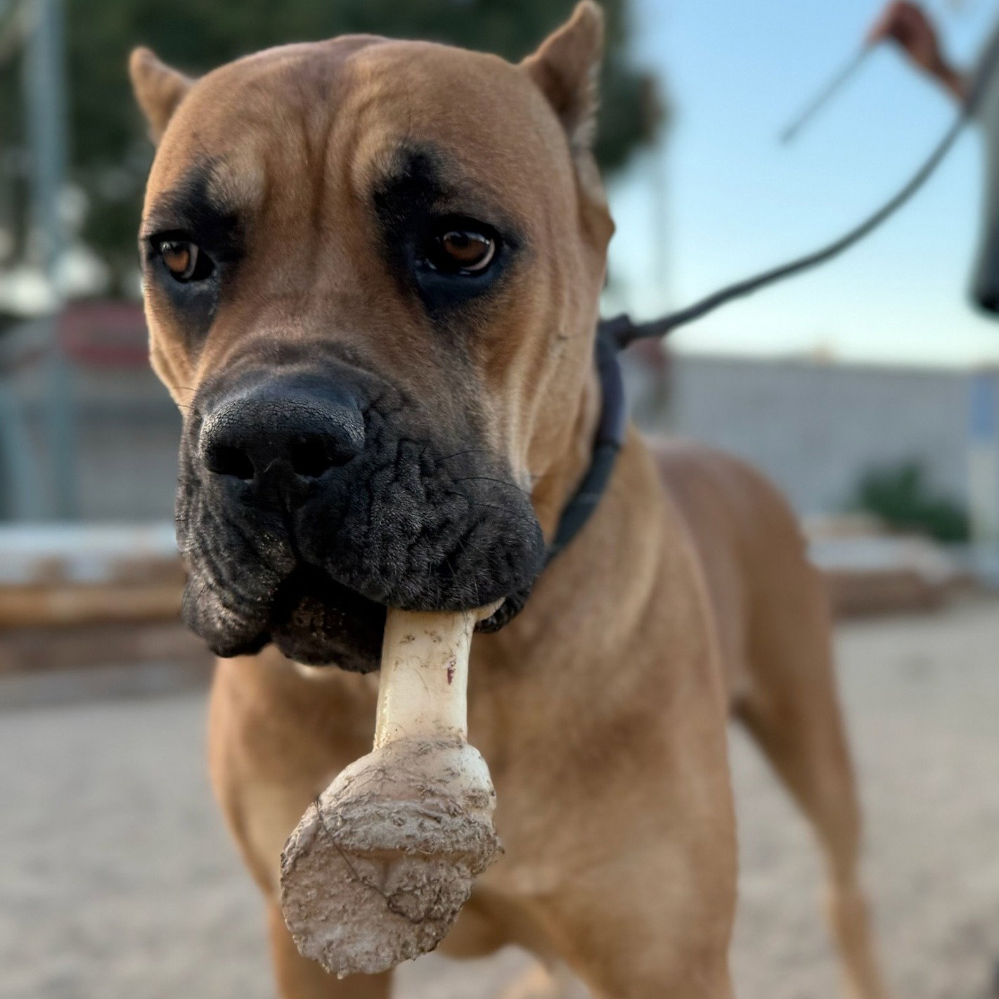 Mastiff