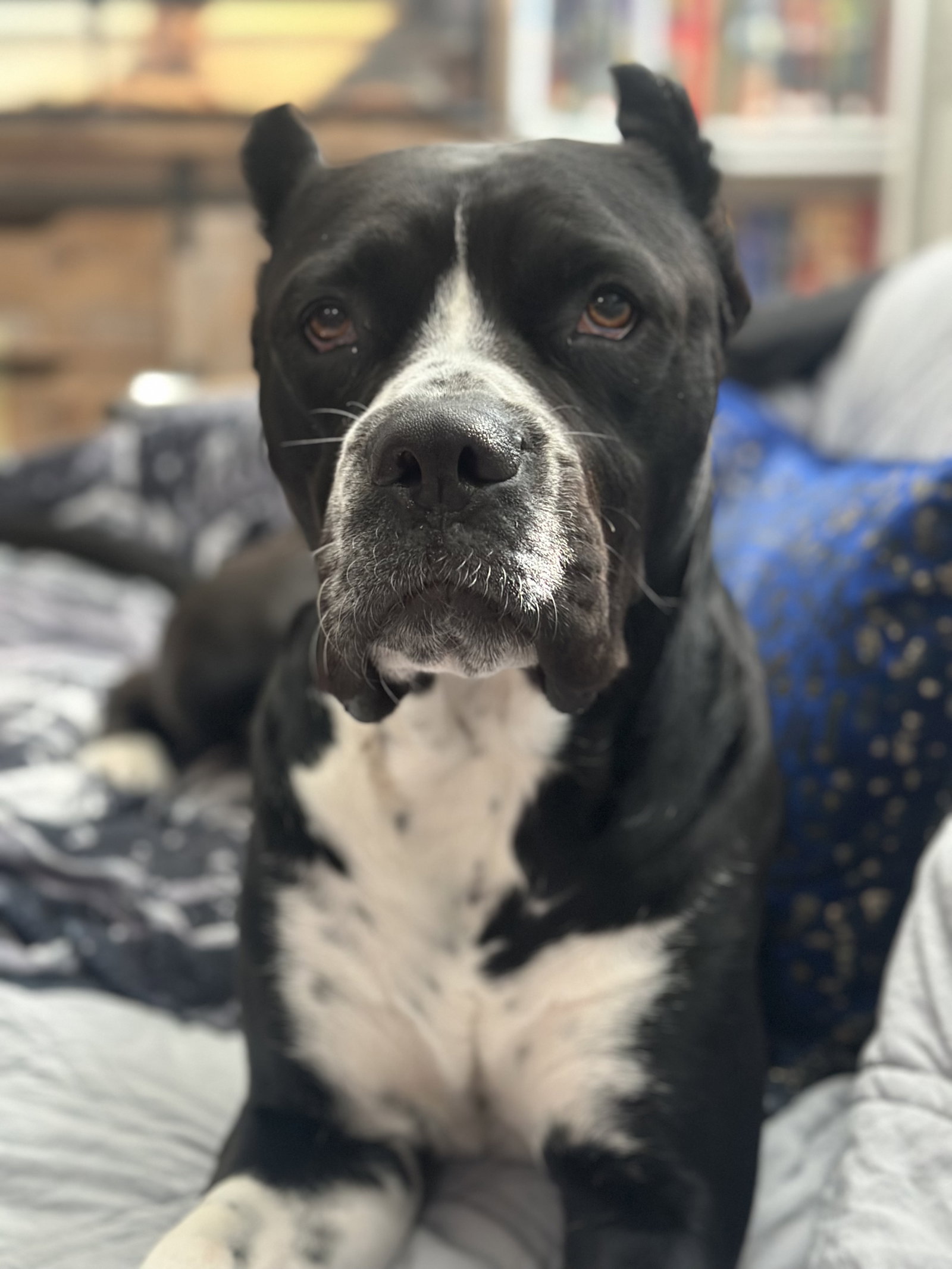 Mastiff