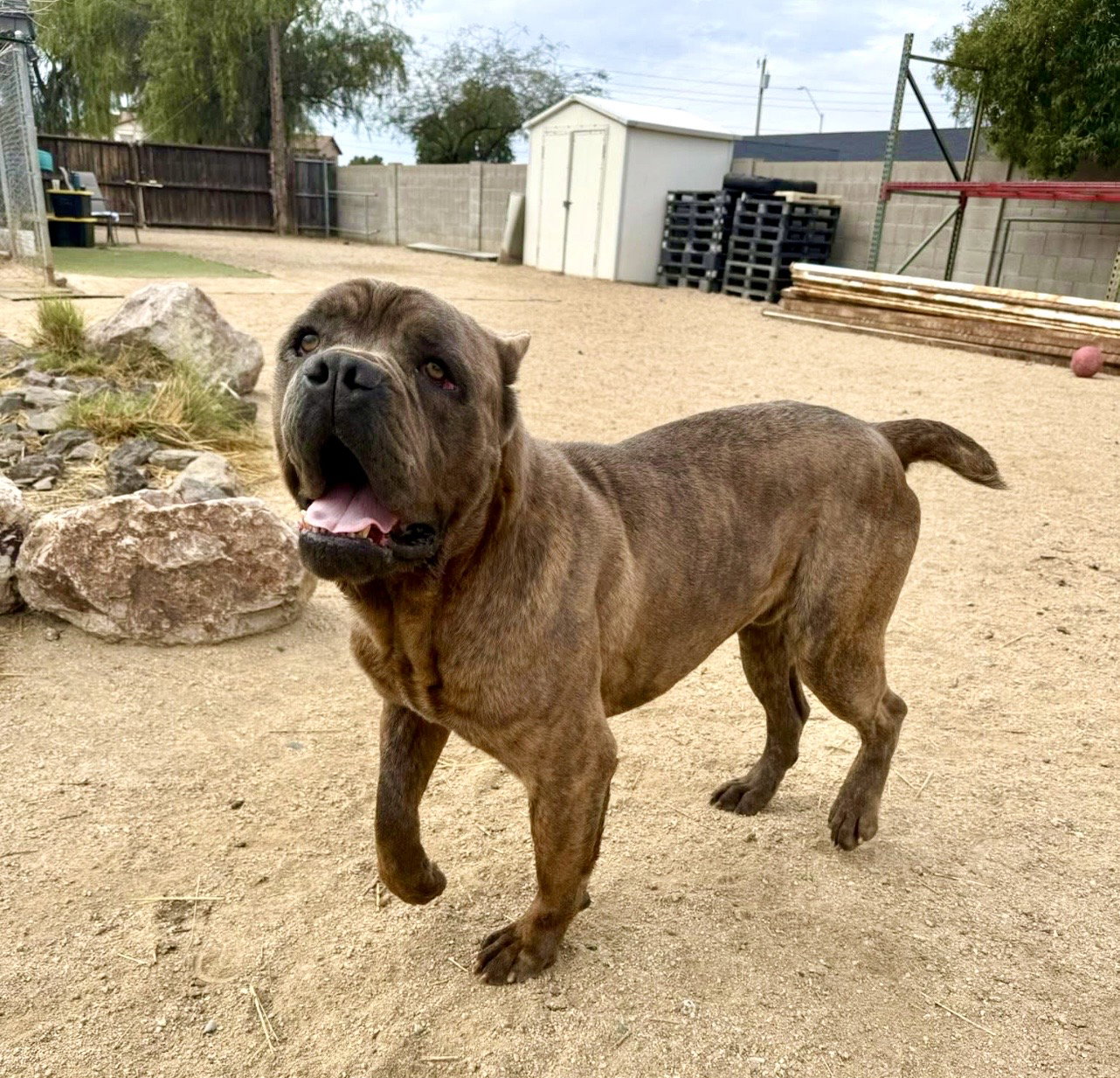 Julius