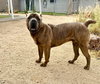Julius