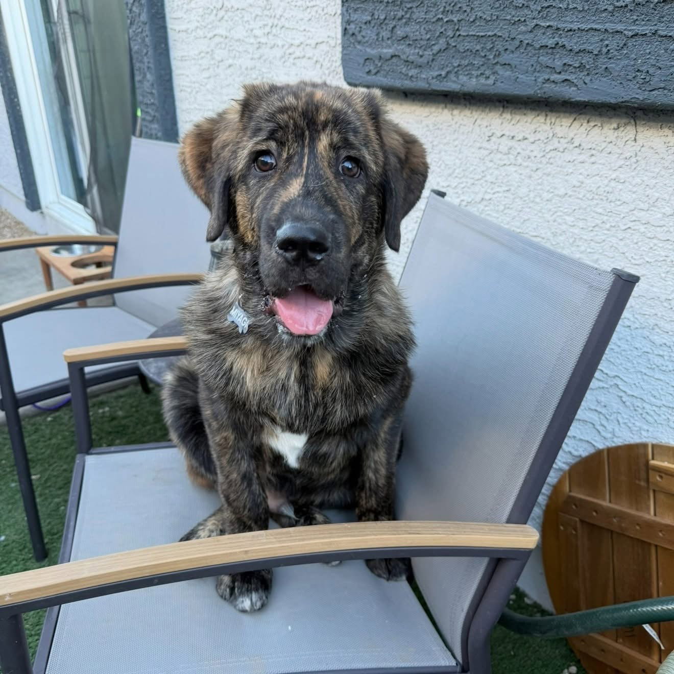 Mastiff