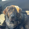 Miles puppy