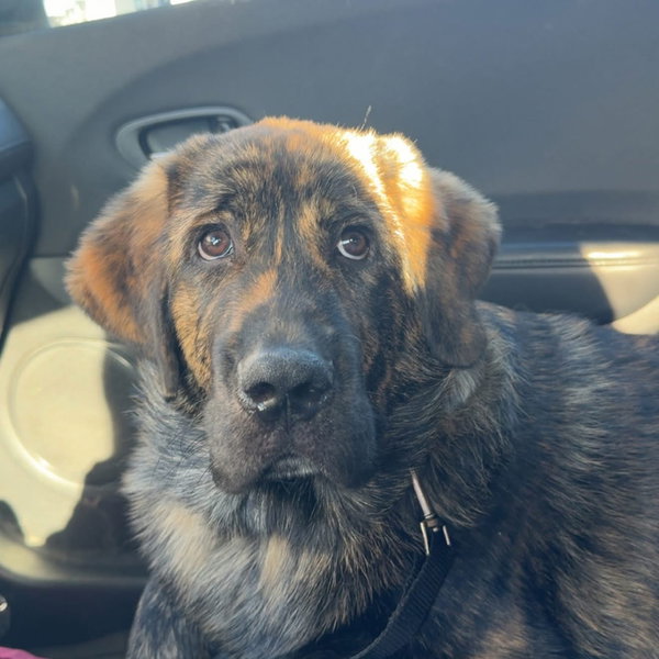 Miles - ADOPTED