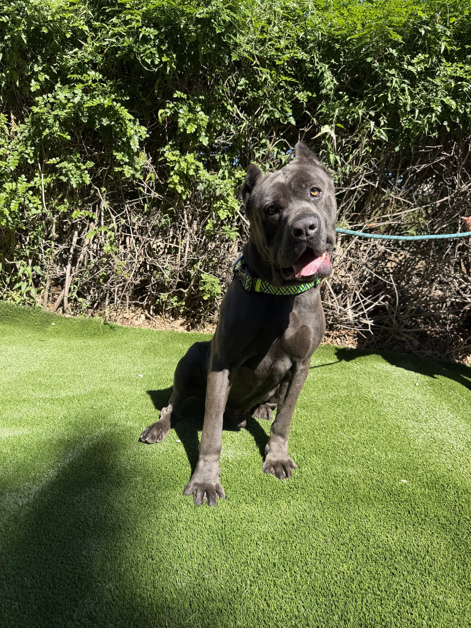 Mastiff