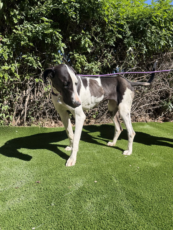 Delany - ADOPTION PENDING