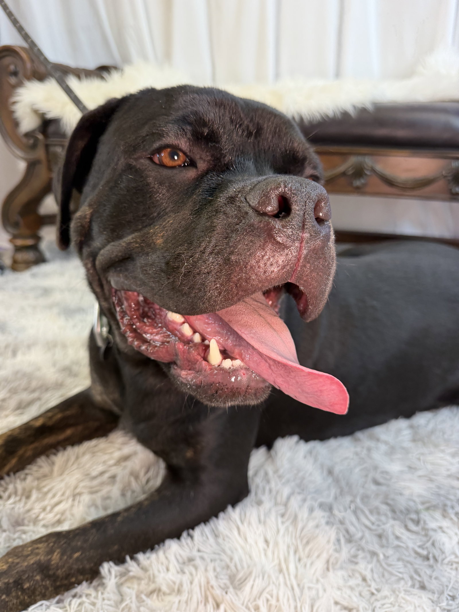 Mastiff