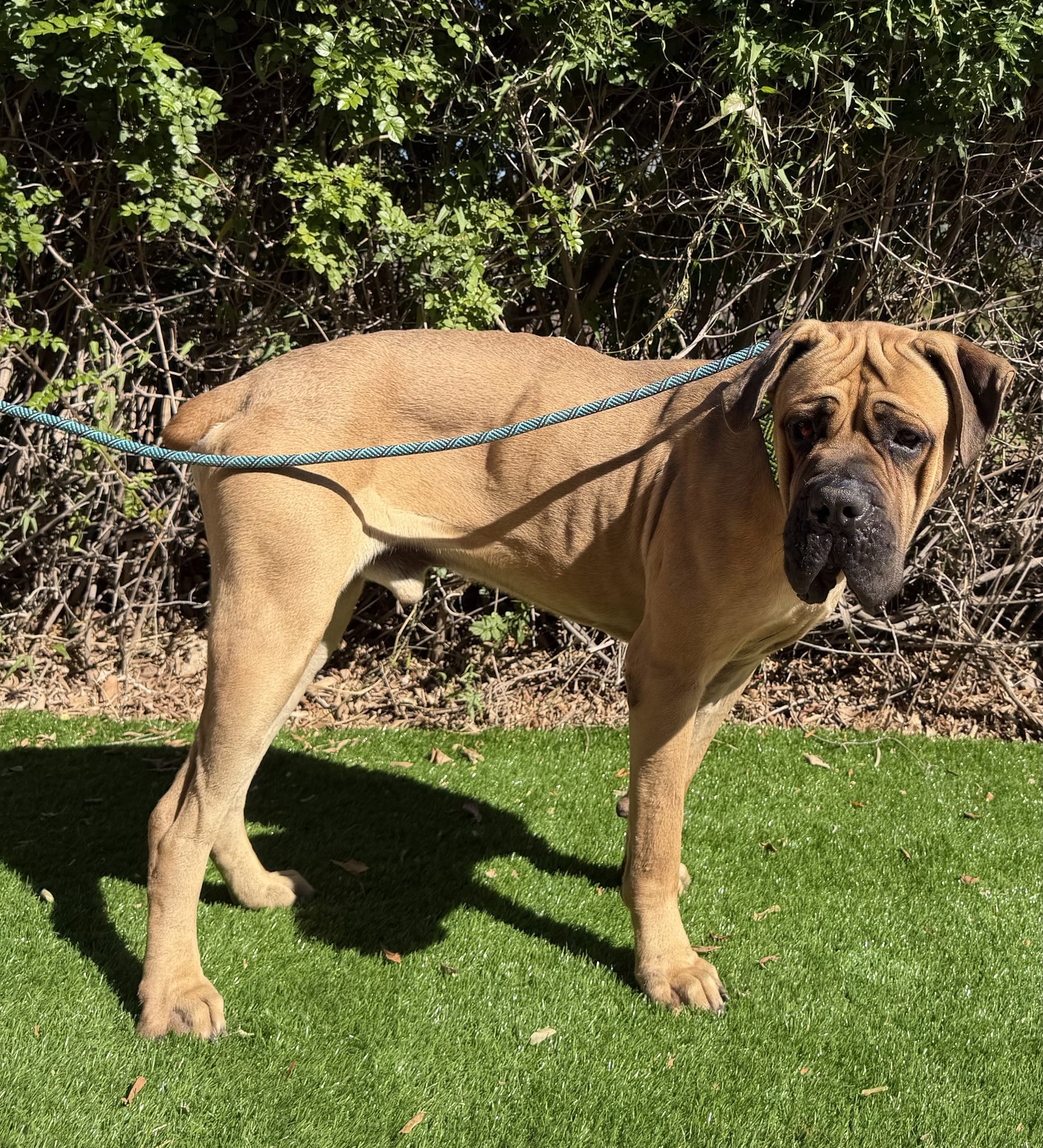 Mastiff