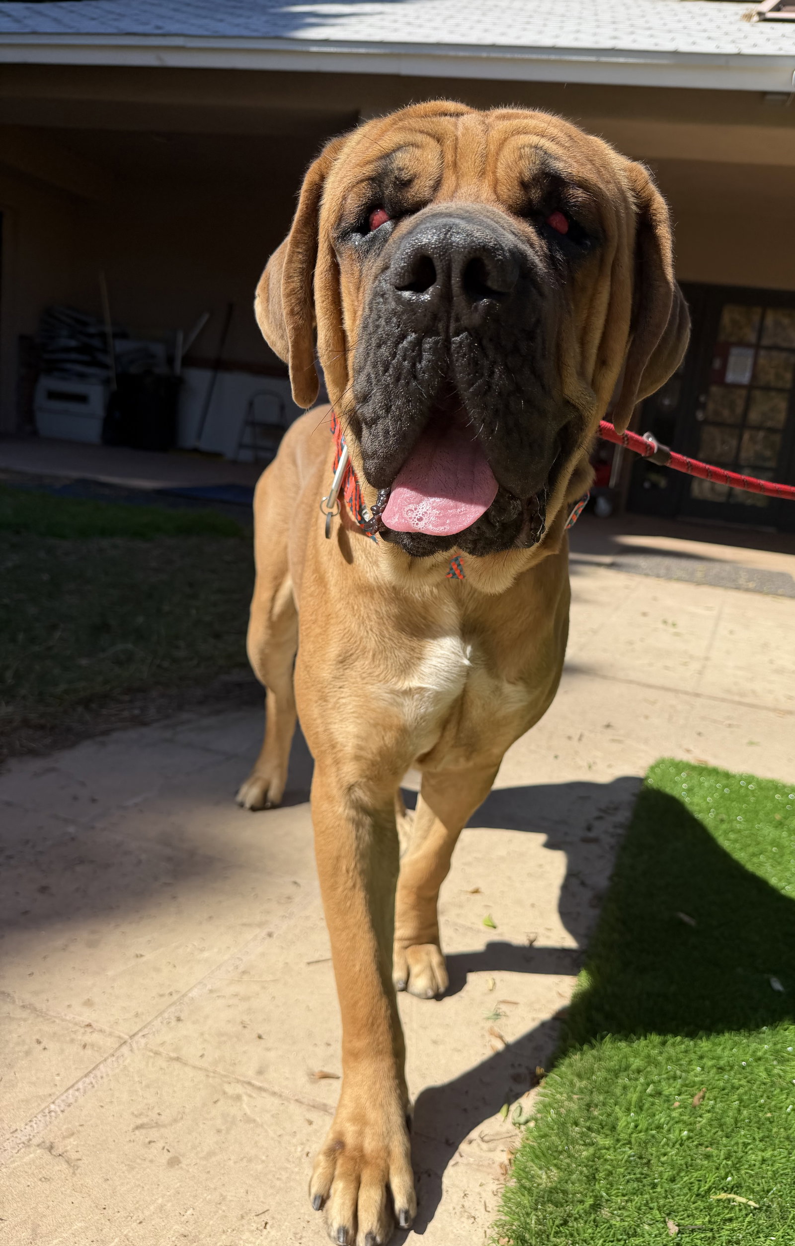 Mojo