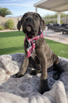 Abigail. Adoption pending