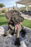 Abigail. Adoption pending