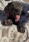 Abigail. Adoption pending