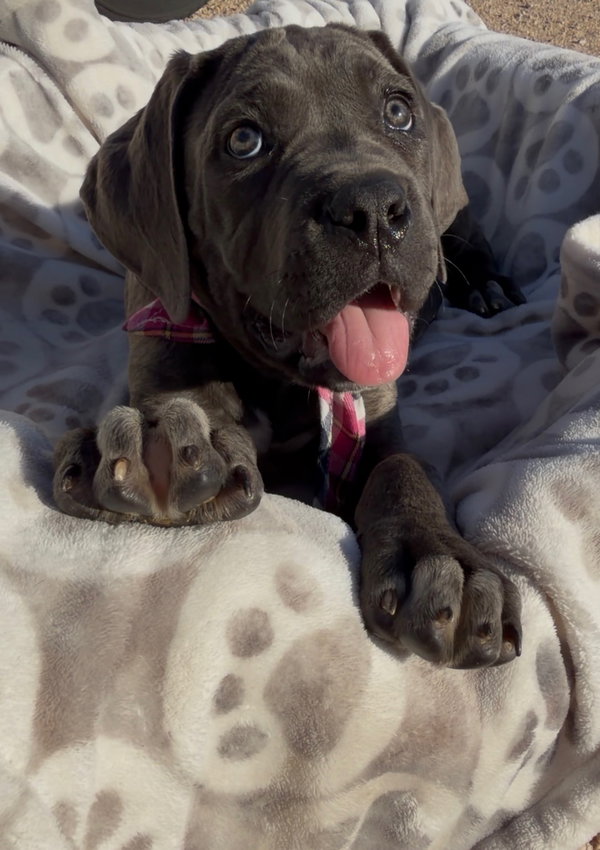 Abigail - ADOPTION PENDING