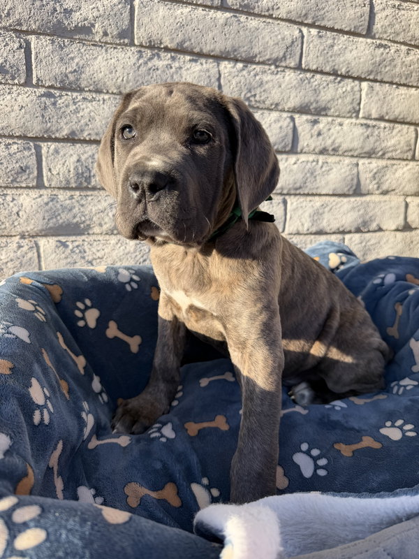 Duey - ADOPTED