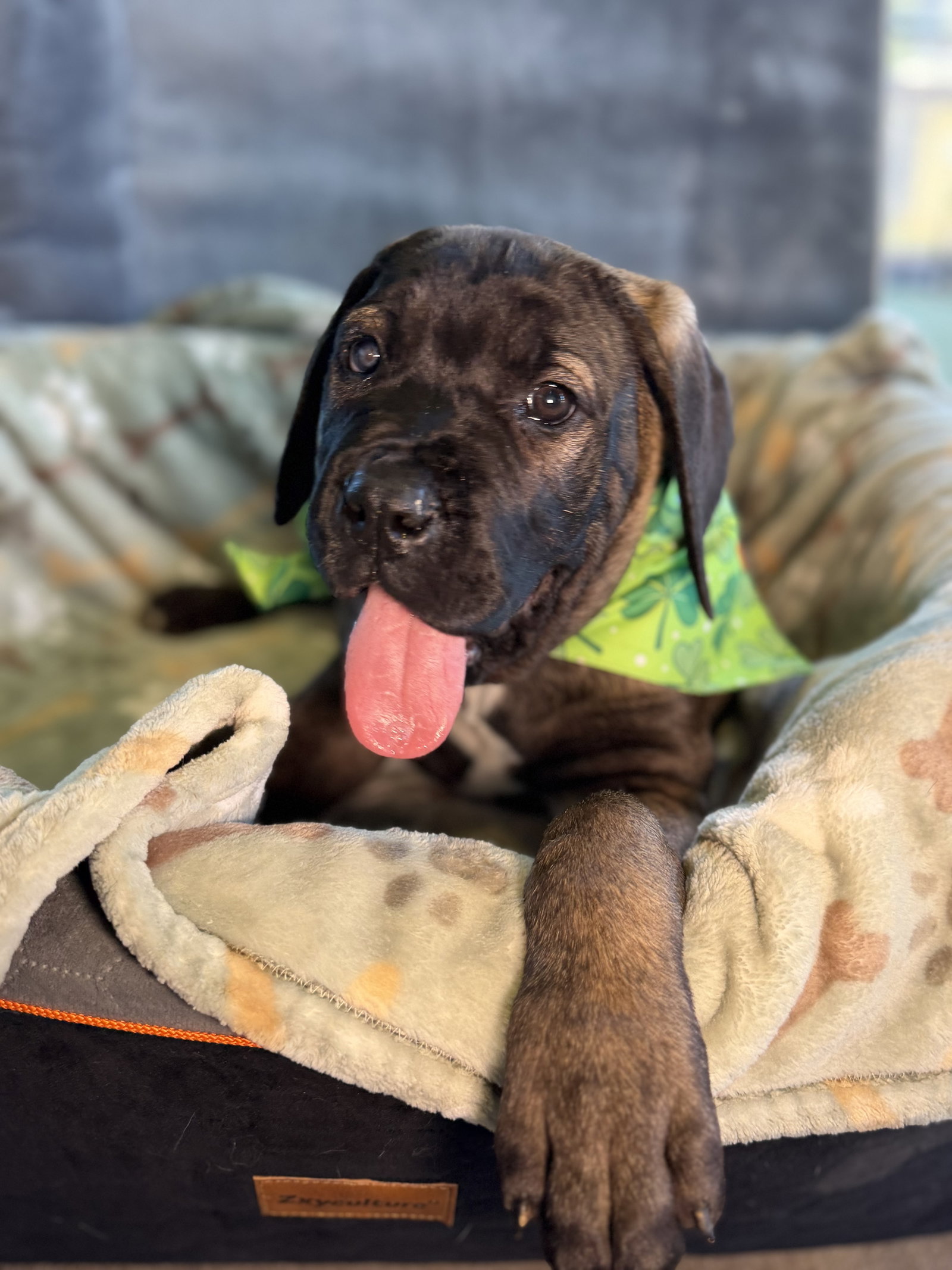Huey - pending adoption