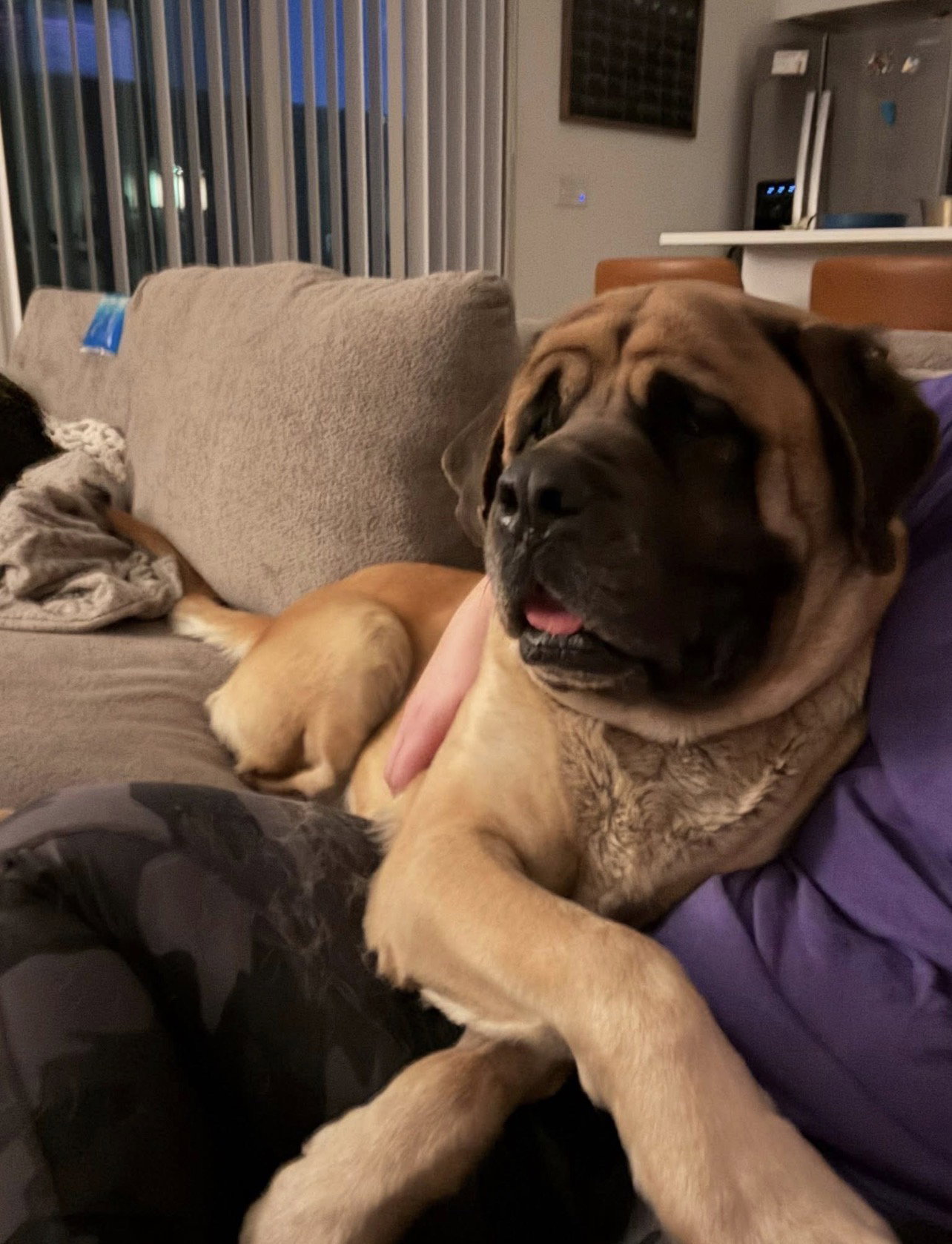 Annie - ADOPTED