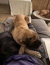 Annie  adopted