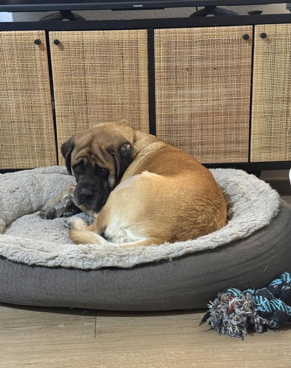Annie - ADOPTED